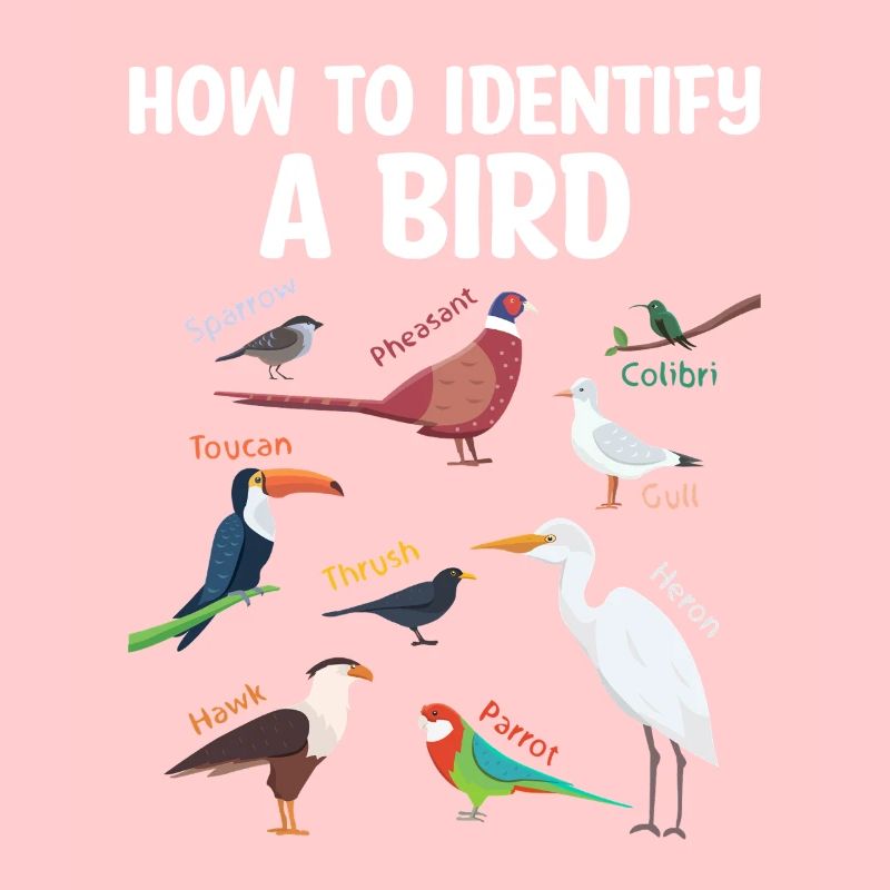 Comment identifier un ornithologue ornithologue