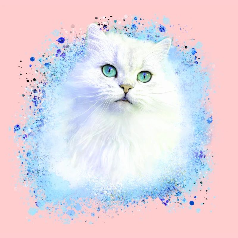 chat persan, chat siam, chat, chat blanc, graffiti