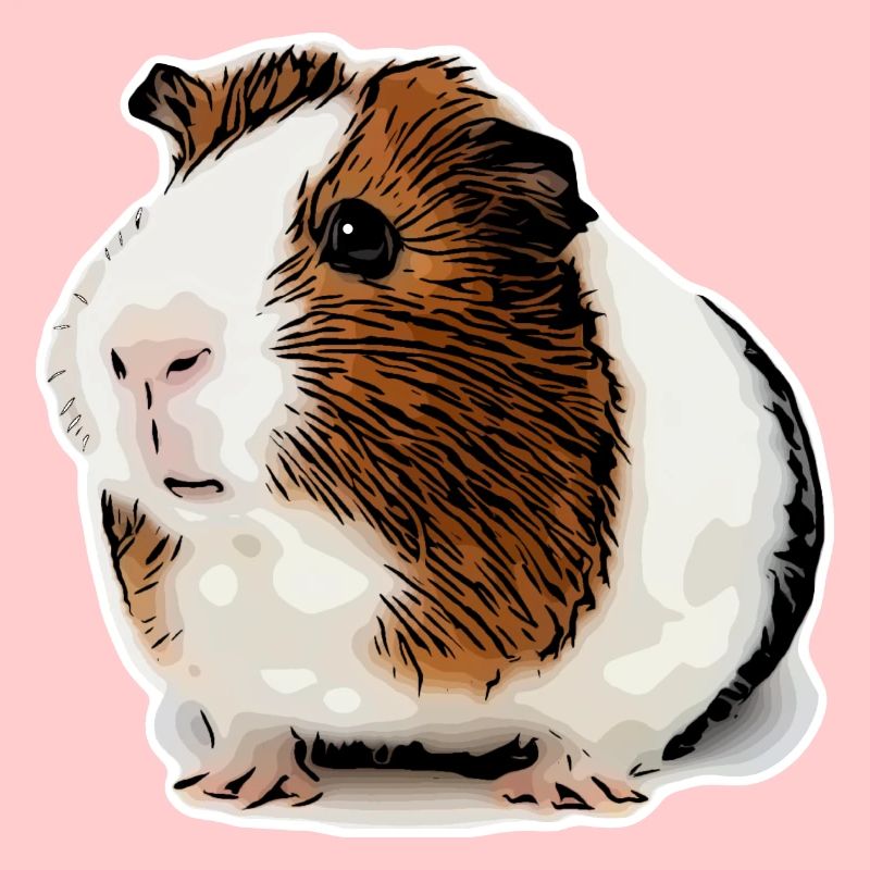 cochon d’Inde doux