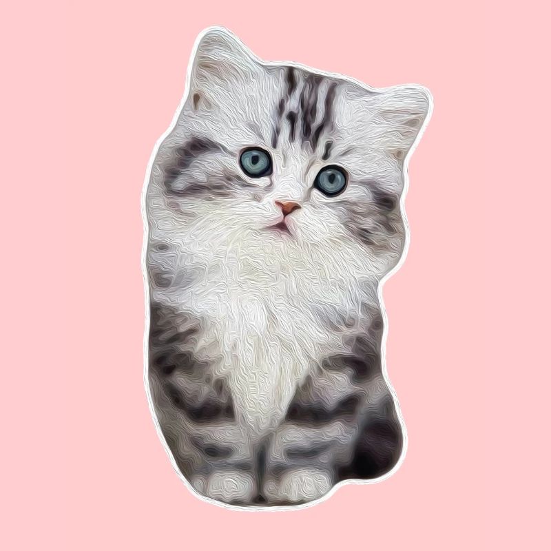 Chat de patte de velours mignon kitty kitty