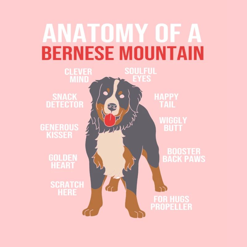 Bouvier bernois