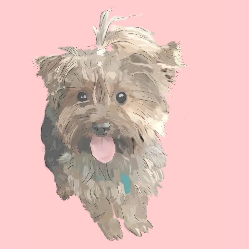 York Dog