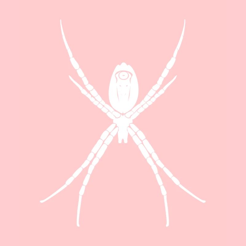 spinne
