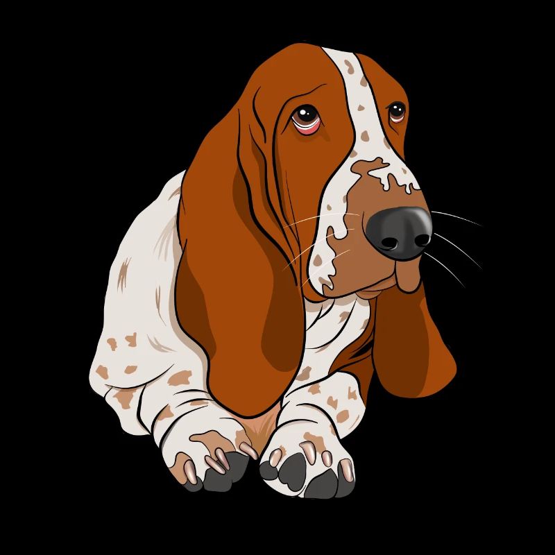 Basset Hound