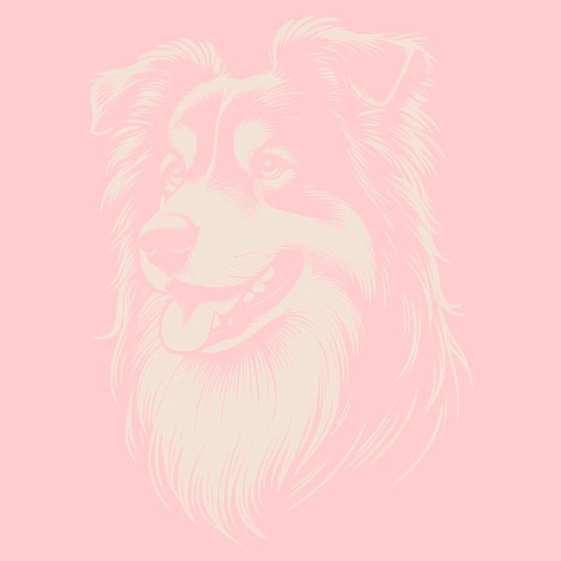 Australian Shepherd Features