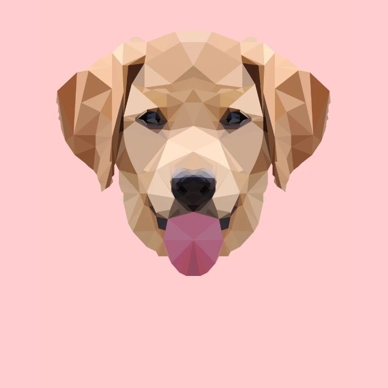 Polygone Labrador, Polygone, Chien, Labrador