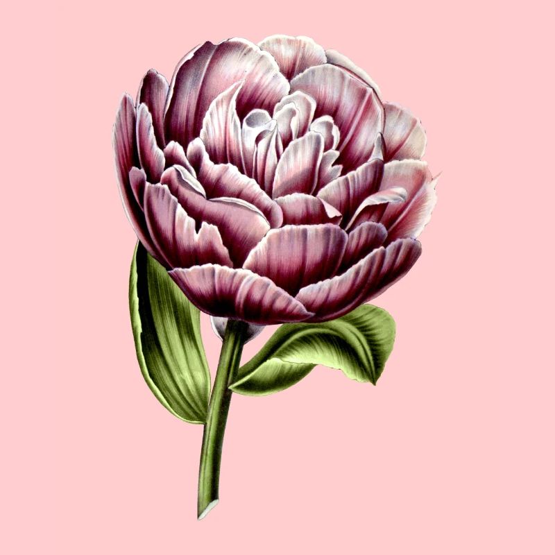 Tulipe