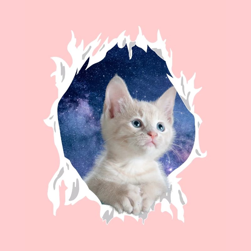 Cute 3D Kitten Cat - Gift