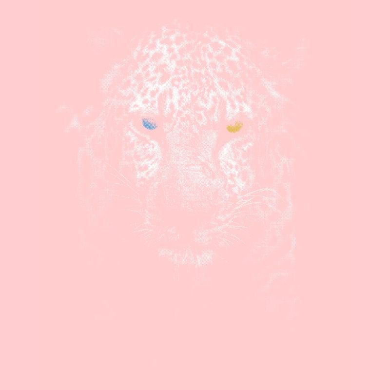 weißer Leopard