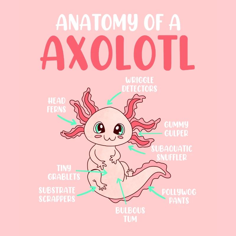 Axolotl Anatomie eines Axolotl
