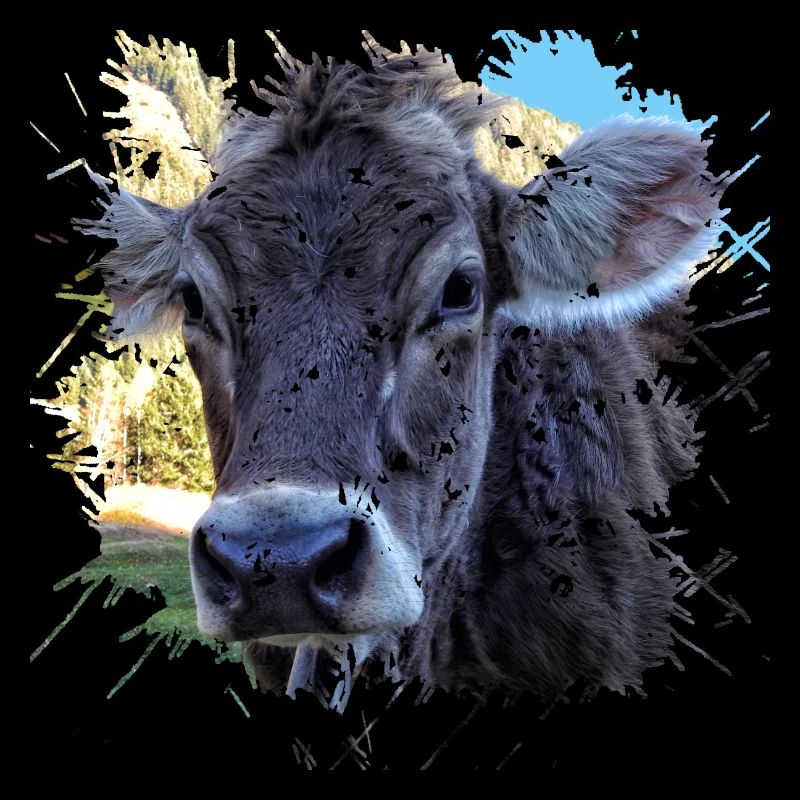 Pas de veaux mais pas encore de vache