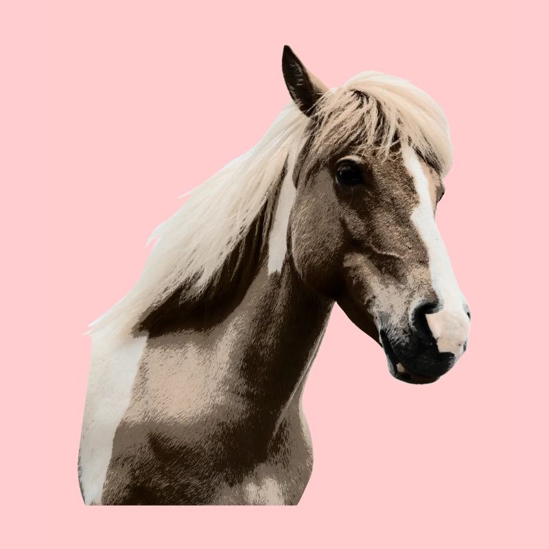 Pferd Reitsport Pony Reiterin Pferdemädchen