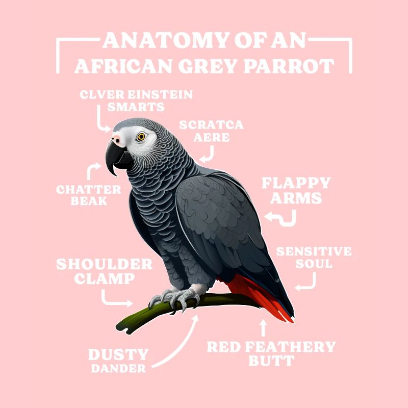Grau Papagei Anatomie d’un perroquet gris d’Afrique