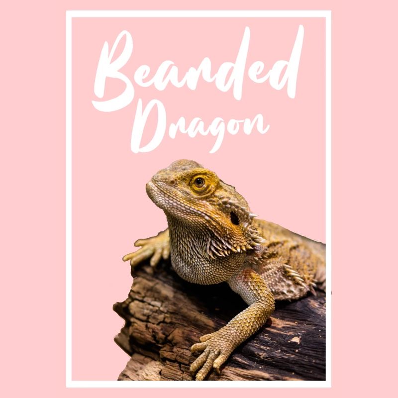 Bartagame Reptilienhalter Modern Geometric