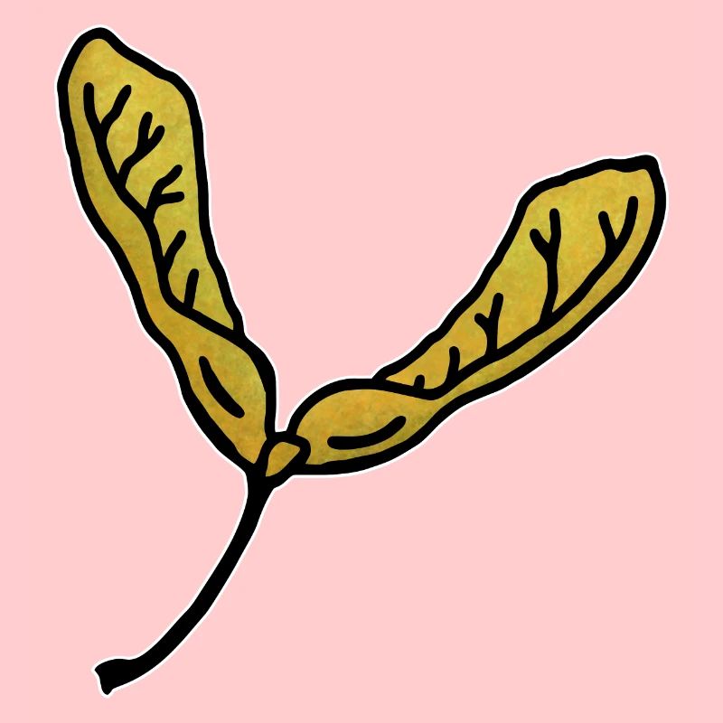 Maple leaf propeller fruit maple tree wings