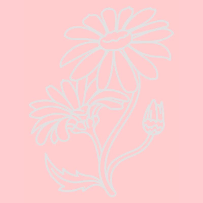 Einfache Gänseblümchen