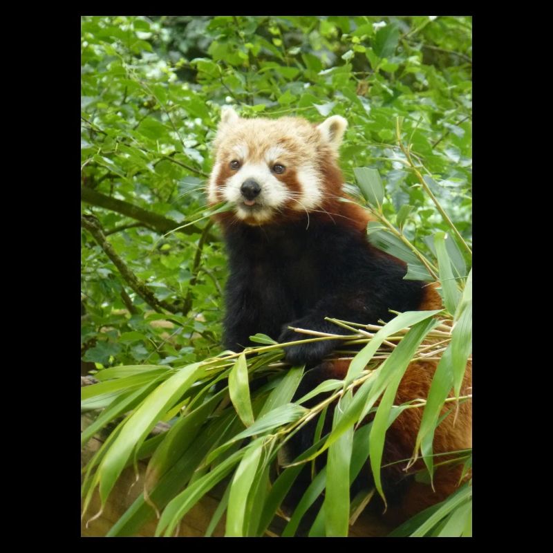 Red Panda