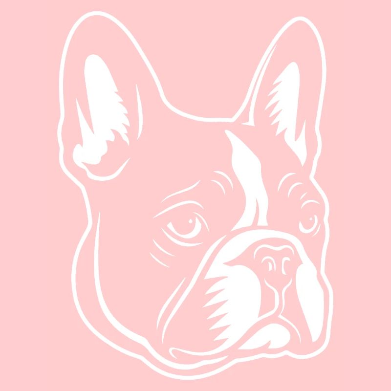 Bouledogue français Terrier de Boston