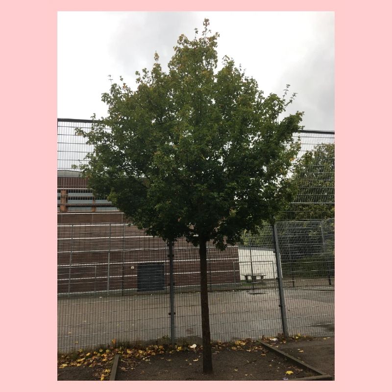 A Tree