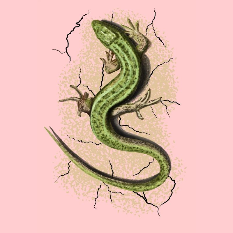 Lizard