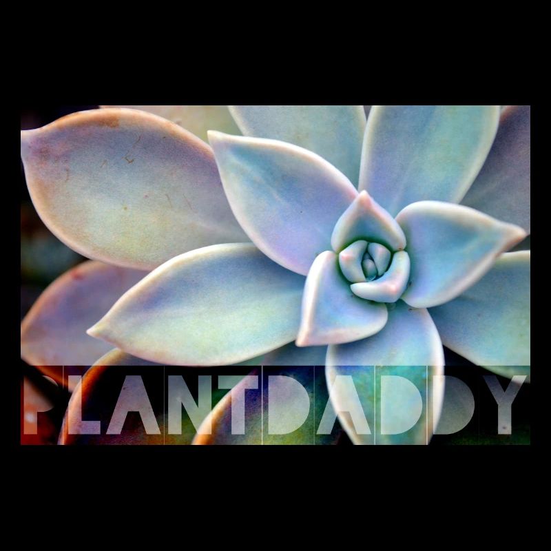 Plantdaddy - succulent plant - cactus