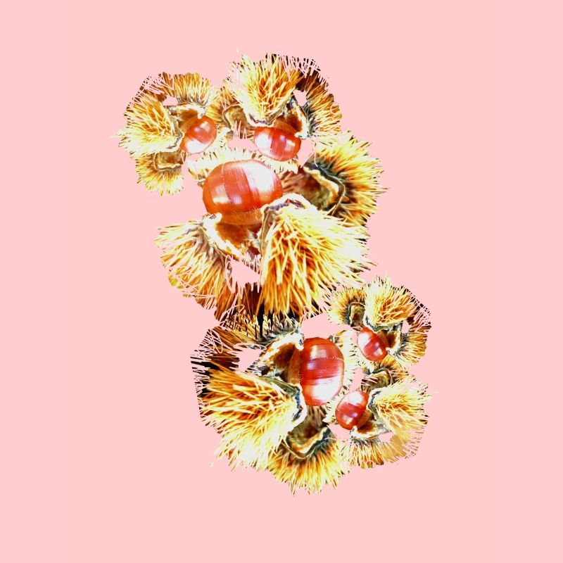 Châtaignes, châtaignes, marronniers d’Inde, marrons doux