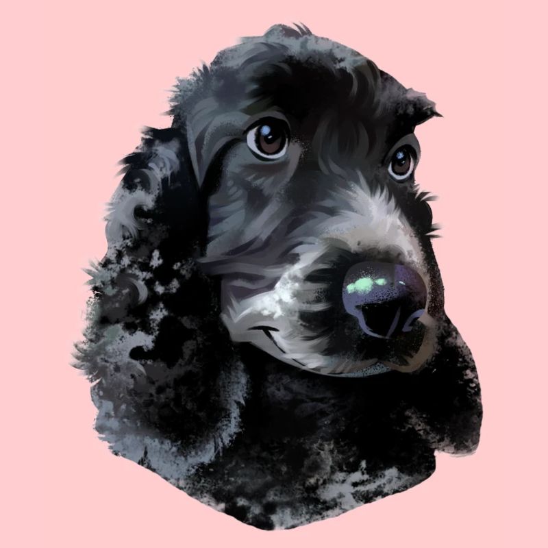 Cocker Spaniel Hund