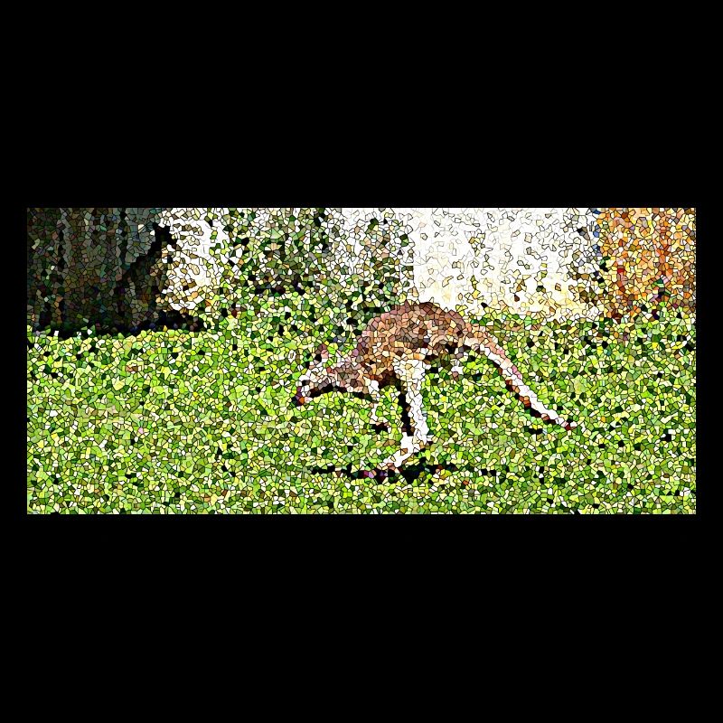 Der große Känguru-Sprung