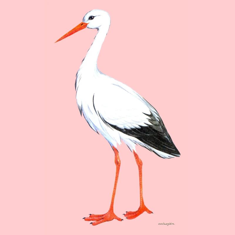 cigogne