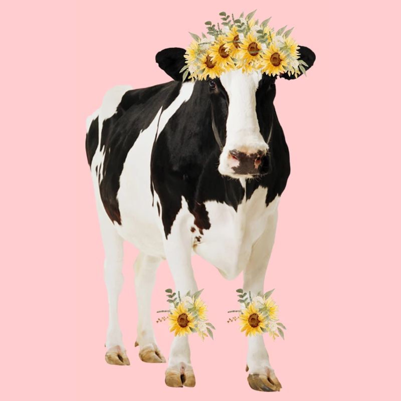 Holstein Kuh mit Blumen - Sonnenblumen