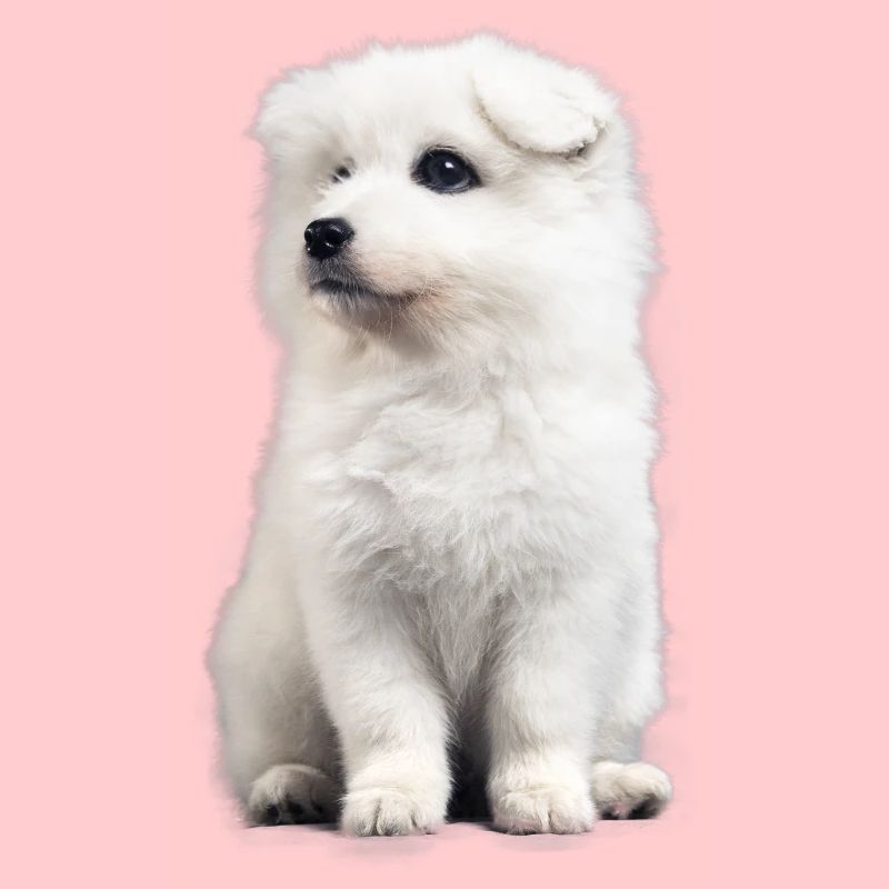 Amusement de chien samoyed