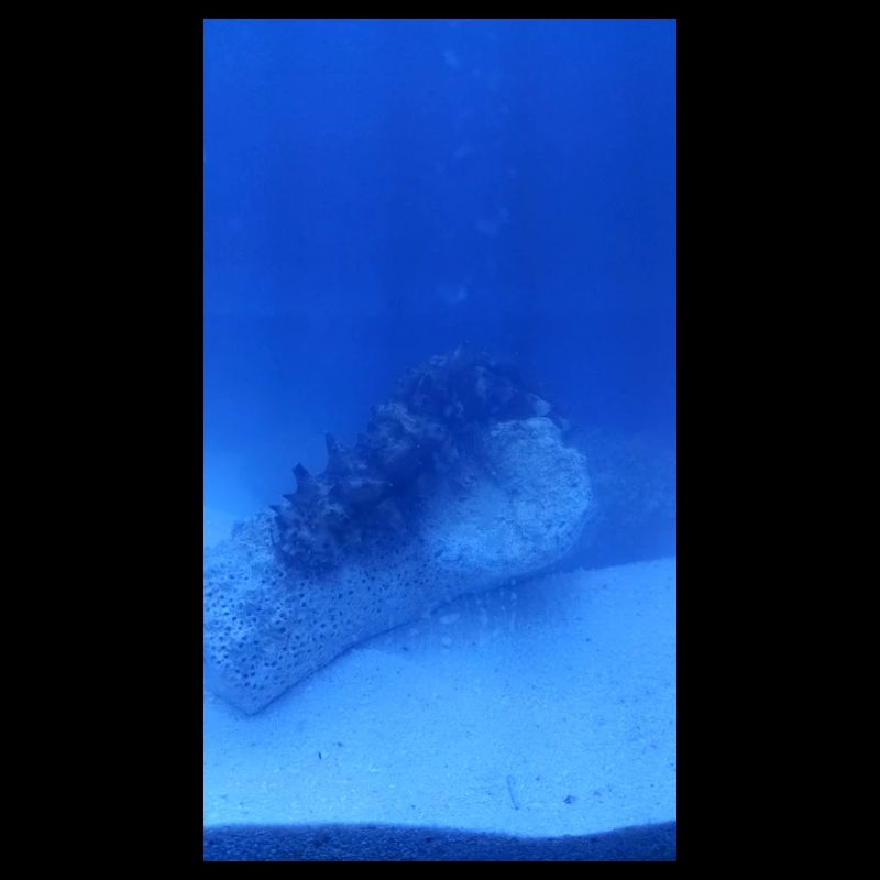 Lake Roller