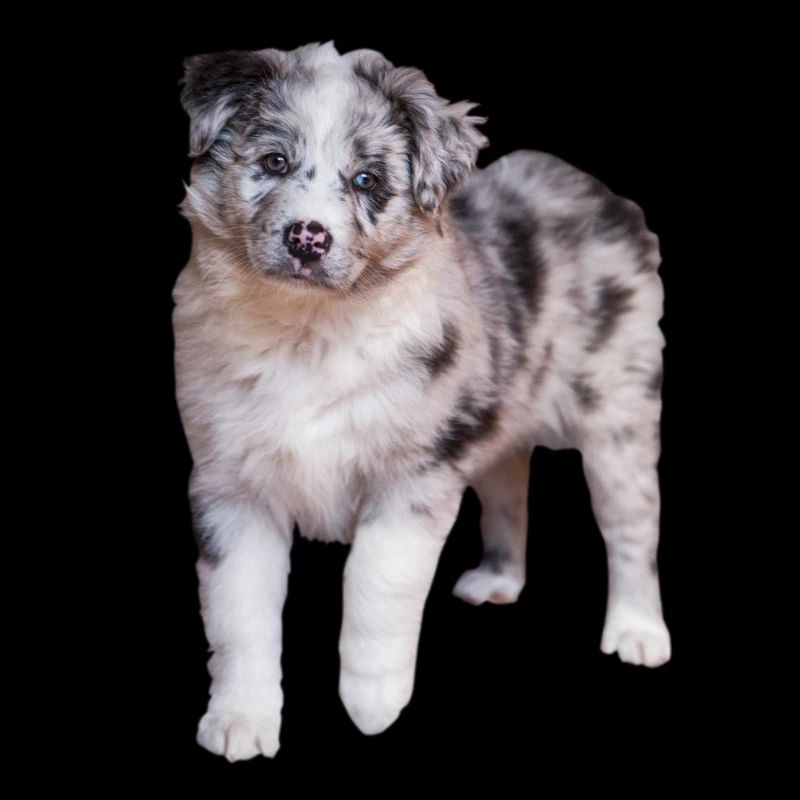 Australian Shepherd