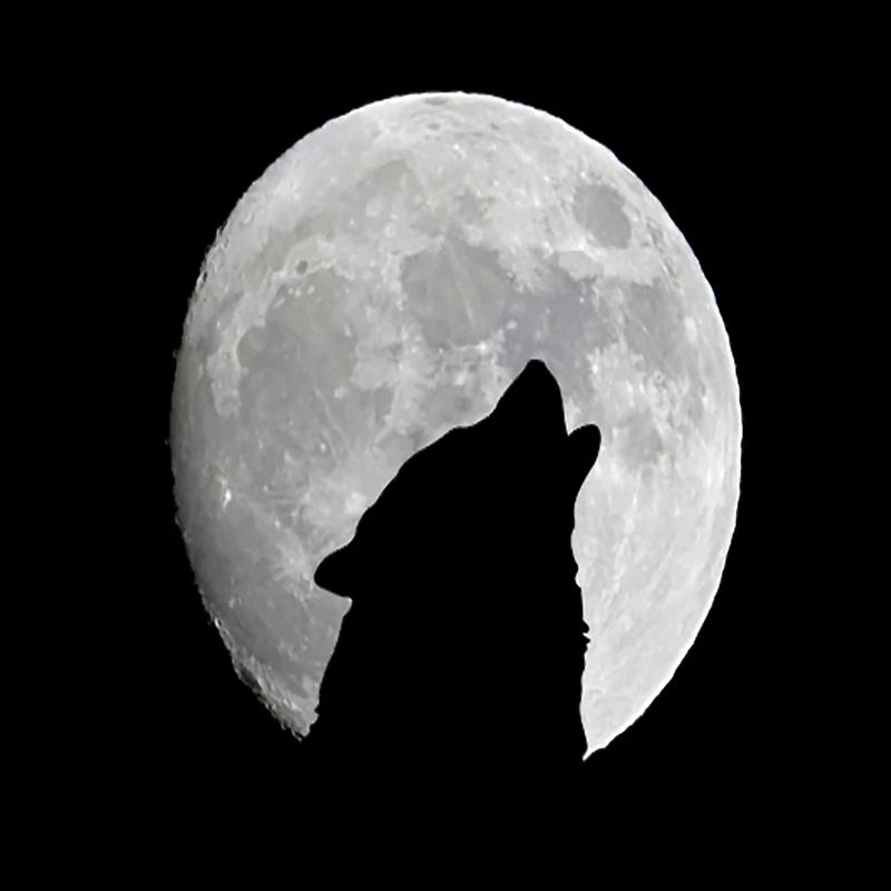Wild Wolf Howling At The Full Moon