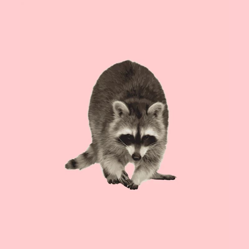 Waschbär