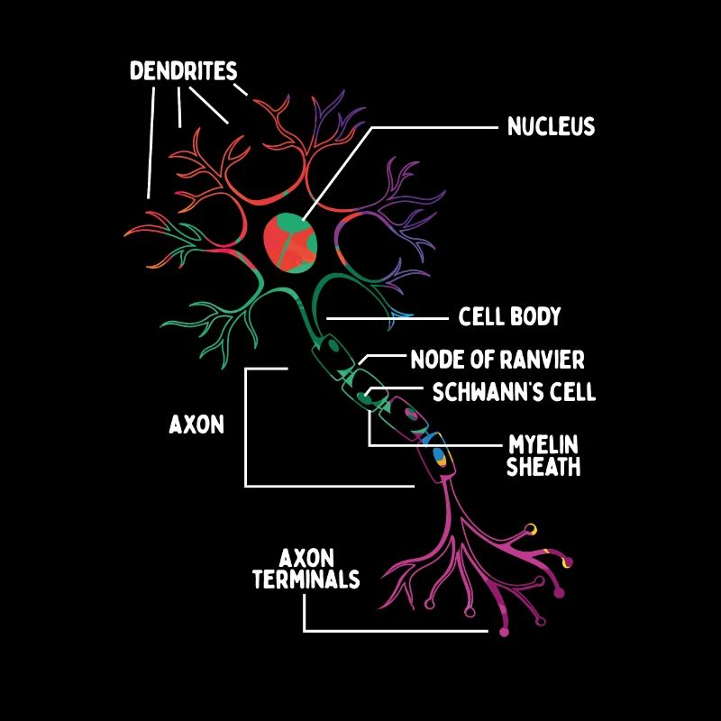Neuron Neurologist Neursorgeon Brain Scan