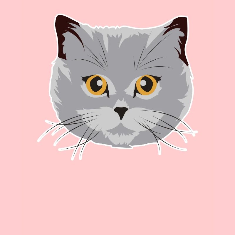 Wunderschöne Britisch Kurzhaar Katze BKH Geschenk