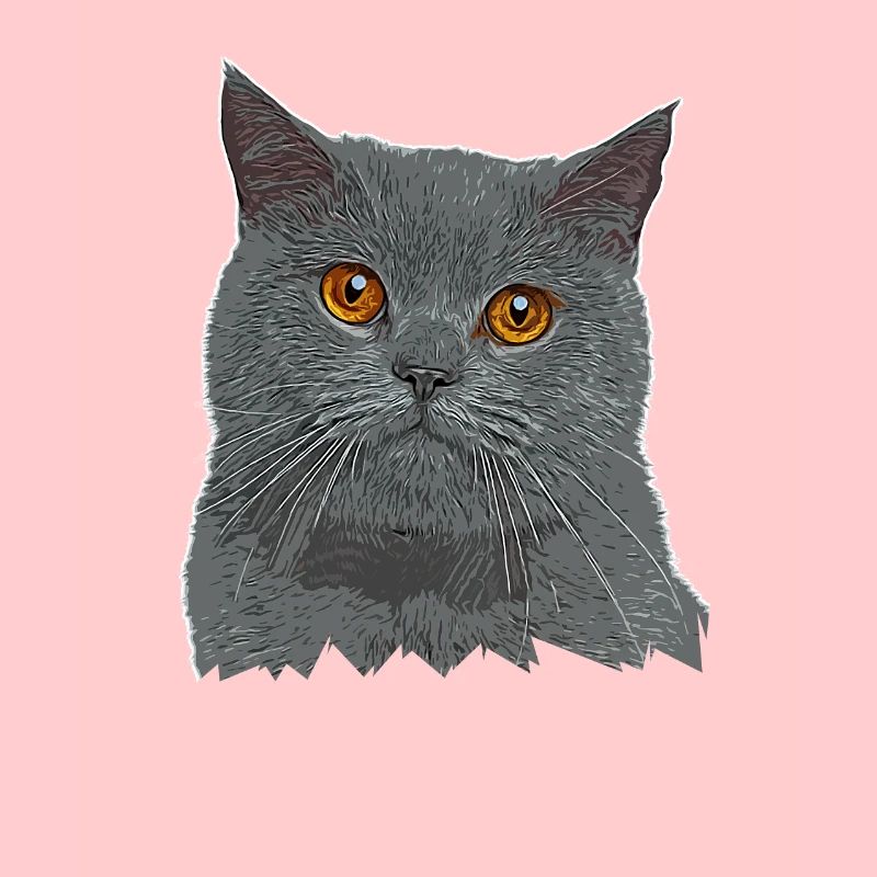 Britisch Kurzhaar Katze - BKH - Katzen Geschenk
