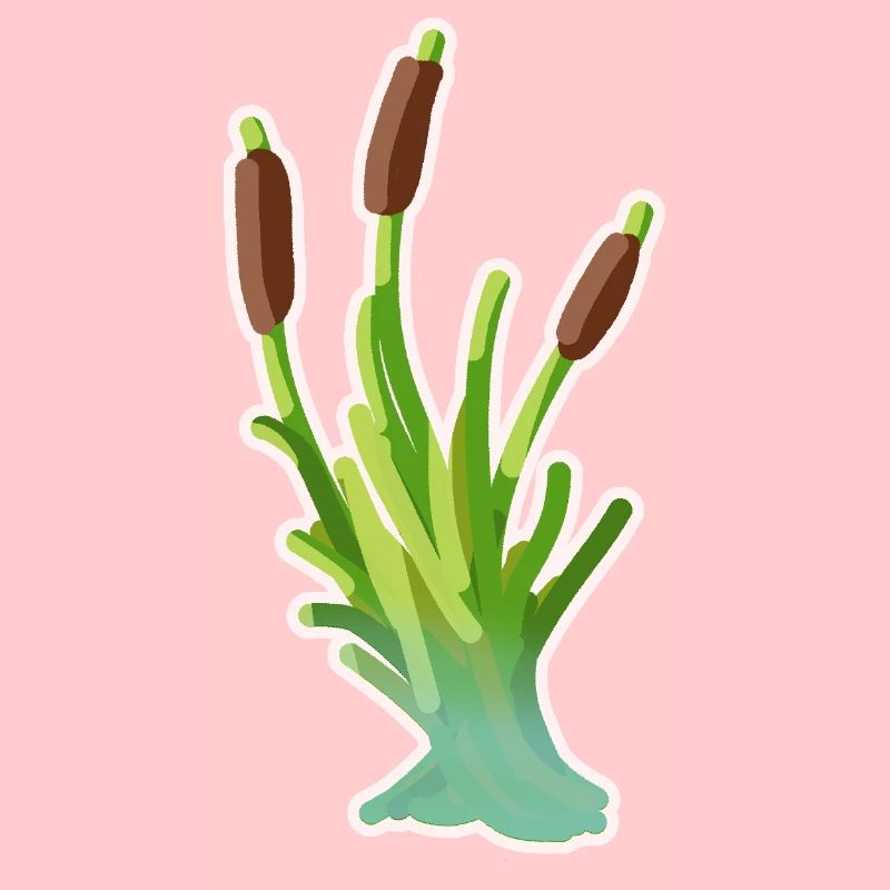 Reed