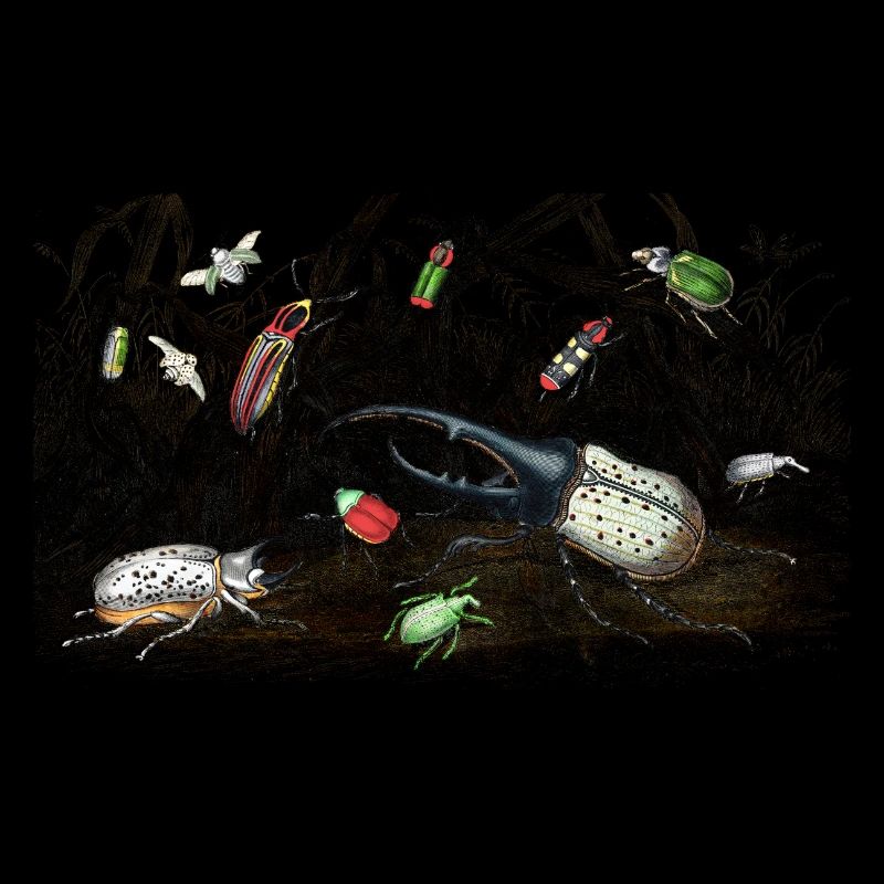 Beetle collection