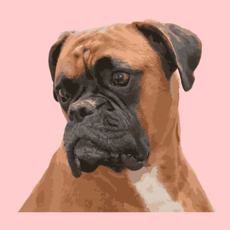 Sad Boxer