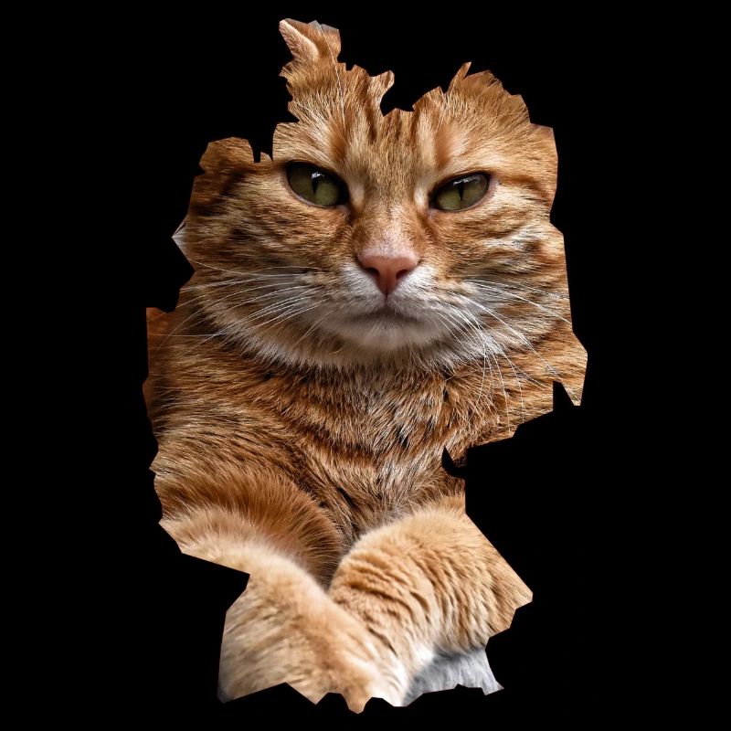 Chat, Chats