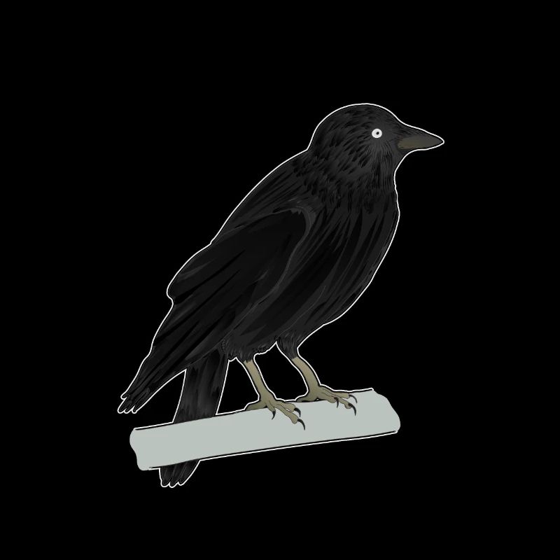 Dohle Rabenvogel
