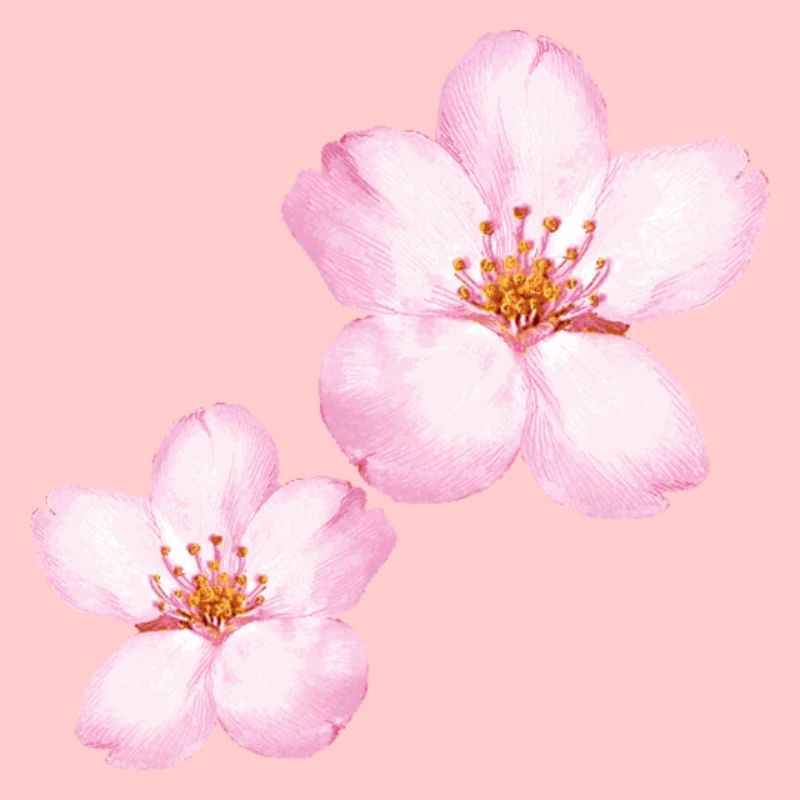 SAKURA