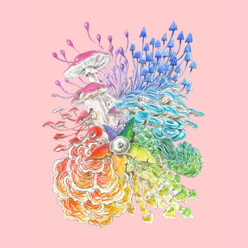 Regenbogen-Pilze / diversity