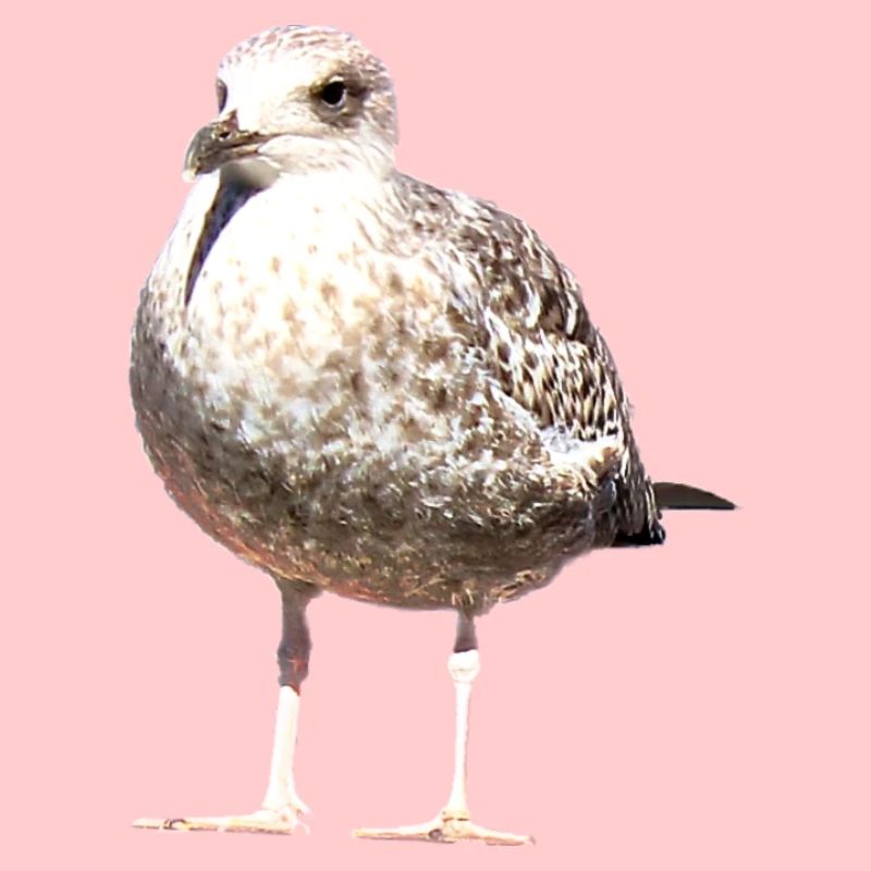 Gull