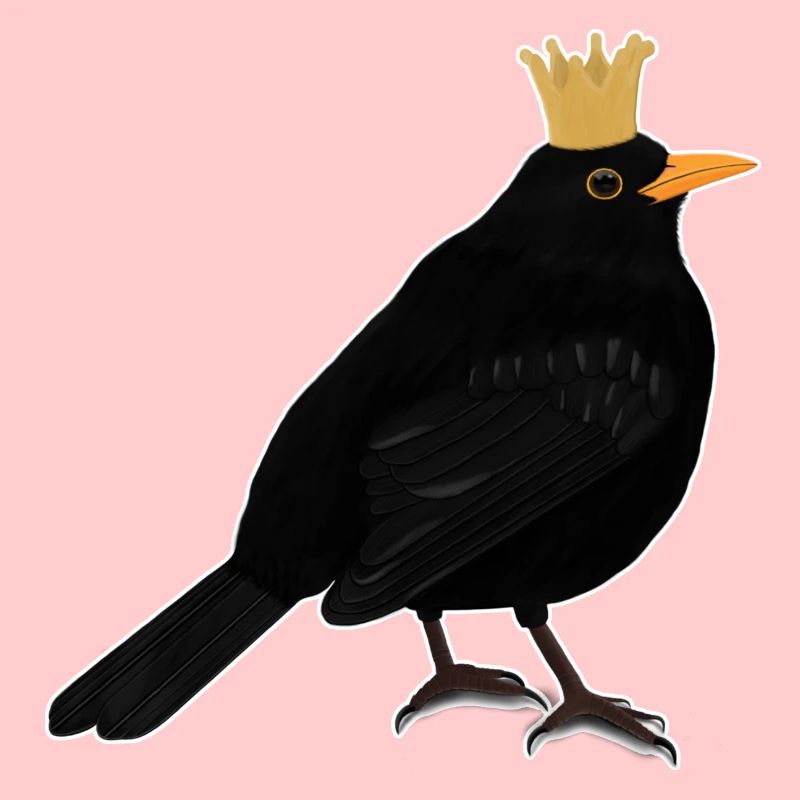 Amsel Krone Singvogel Süßer heimischer Vogel