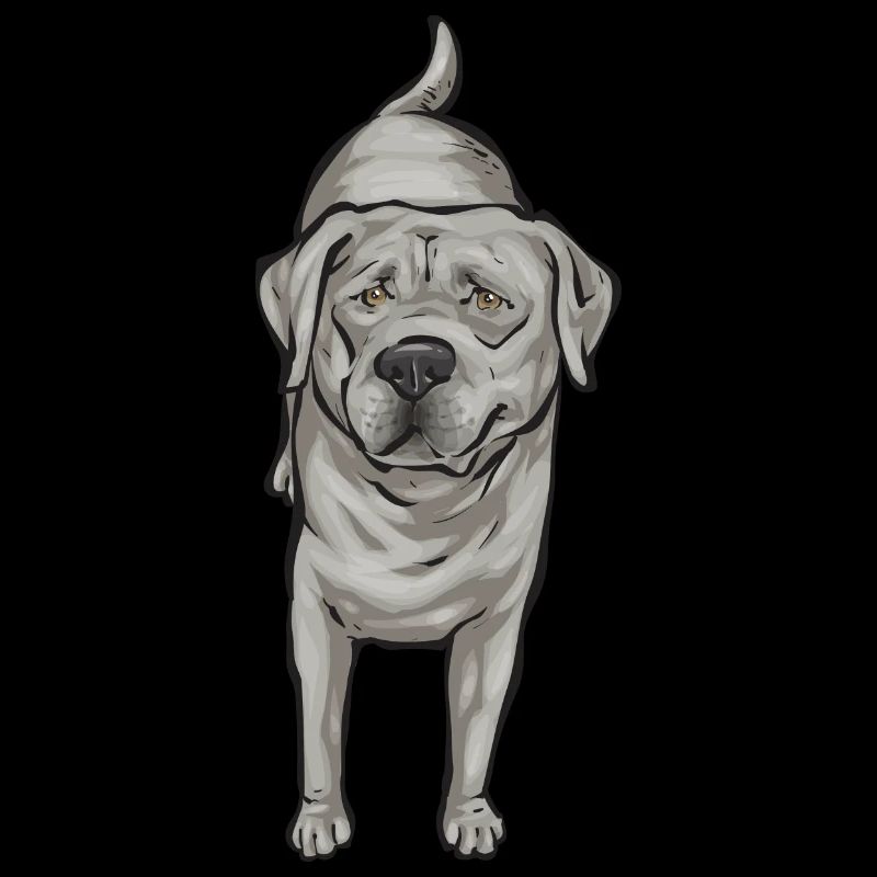 Silver Labrador Retriever Silver Lab