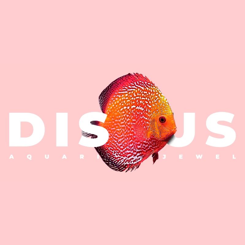 Discus Cichlid Fish Keeper