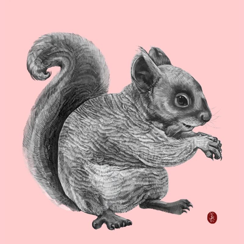 Eichhörnchen